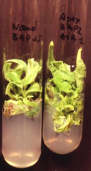 Figure 2 : micropropagation de ciste (Cistus purpureus) - © N. Dorion